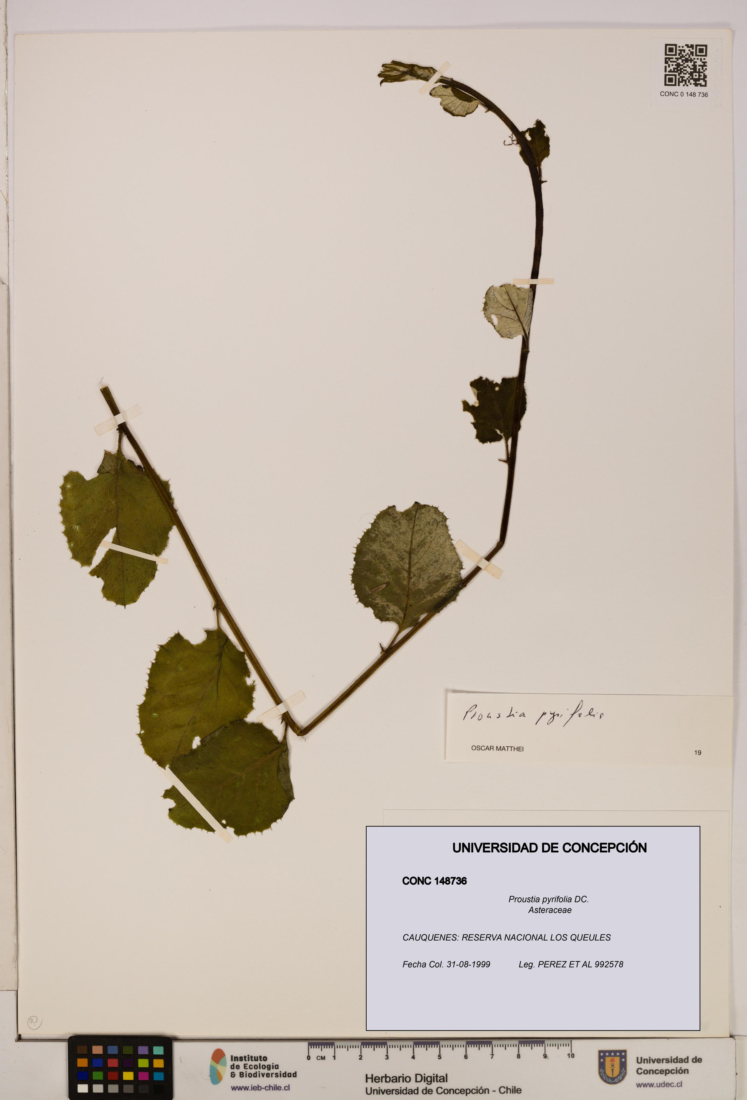 Proustia pyrifolia [Espécimen: UDEC:CONC:0148736]