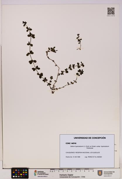 Galium hypocarpium subsp. hypocarpium [Espécimen: UDEC:CONC:0148743]