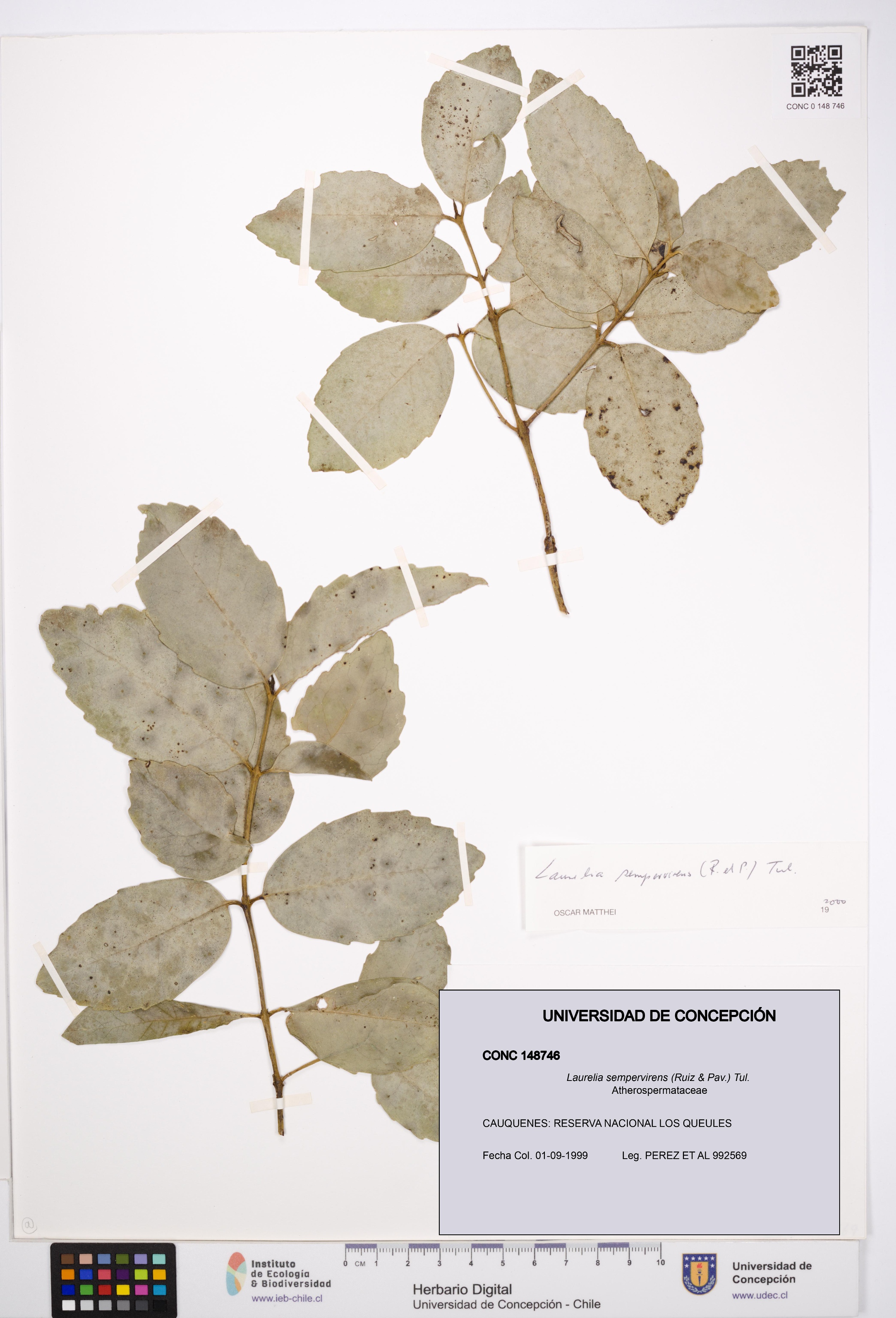 Laurelia sempervirens [Espécimen: UDEC:CONC:0148746]