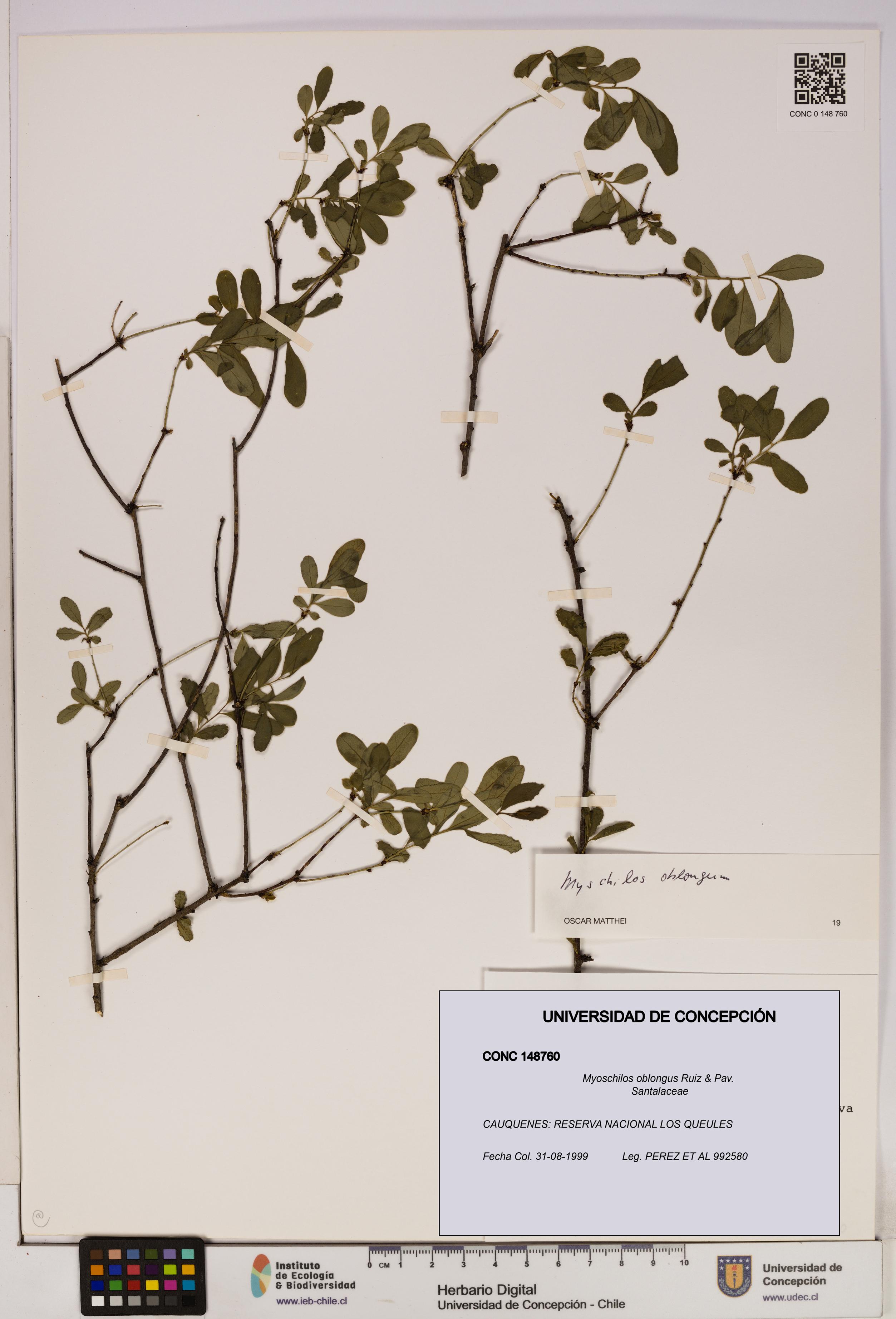 Myoschilos oblongus [Espécimen: UDEC:CONC:0148760]