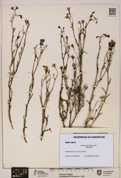 Senecio ctenophyllus [Espécimen: UDEC:CONC:0148778]