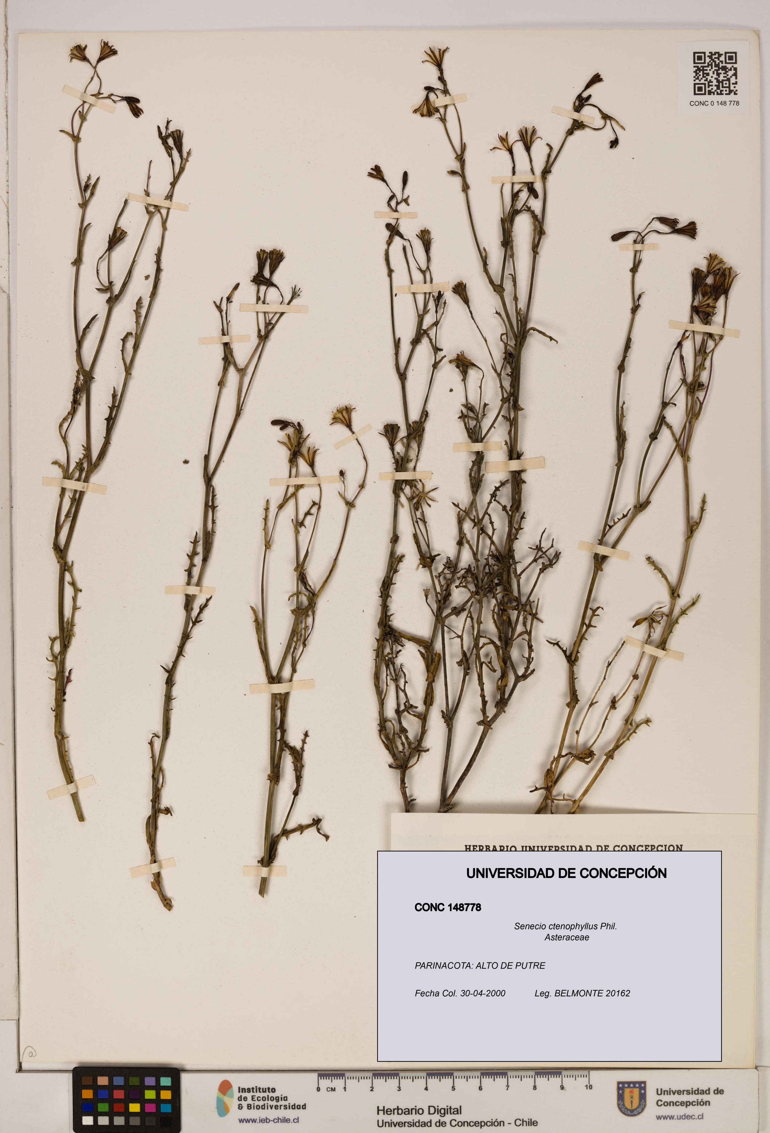 Senecio ctenophyllus [Espécimen: UDEC:CONC:0148778]