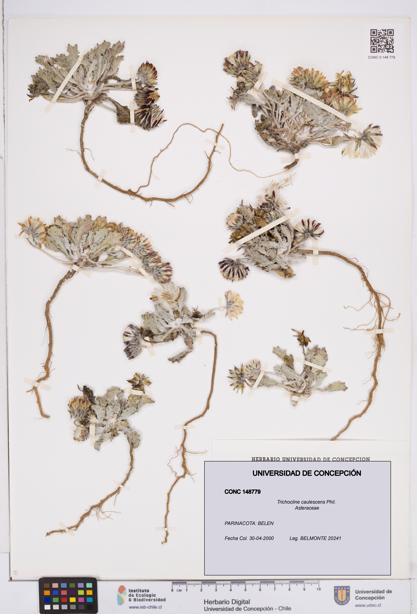 Trichocline caulescens [Espécimen: ]