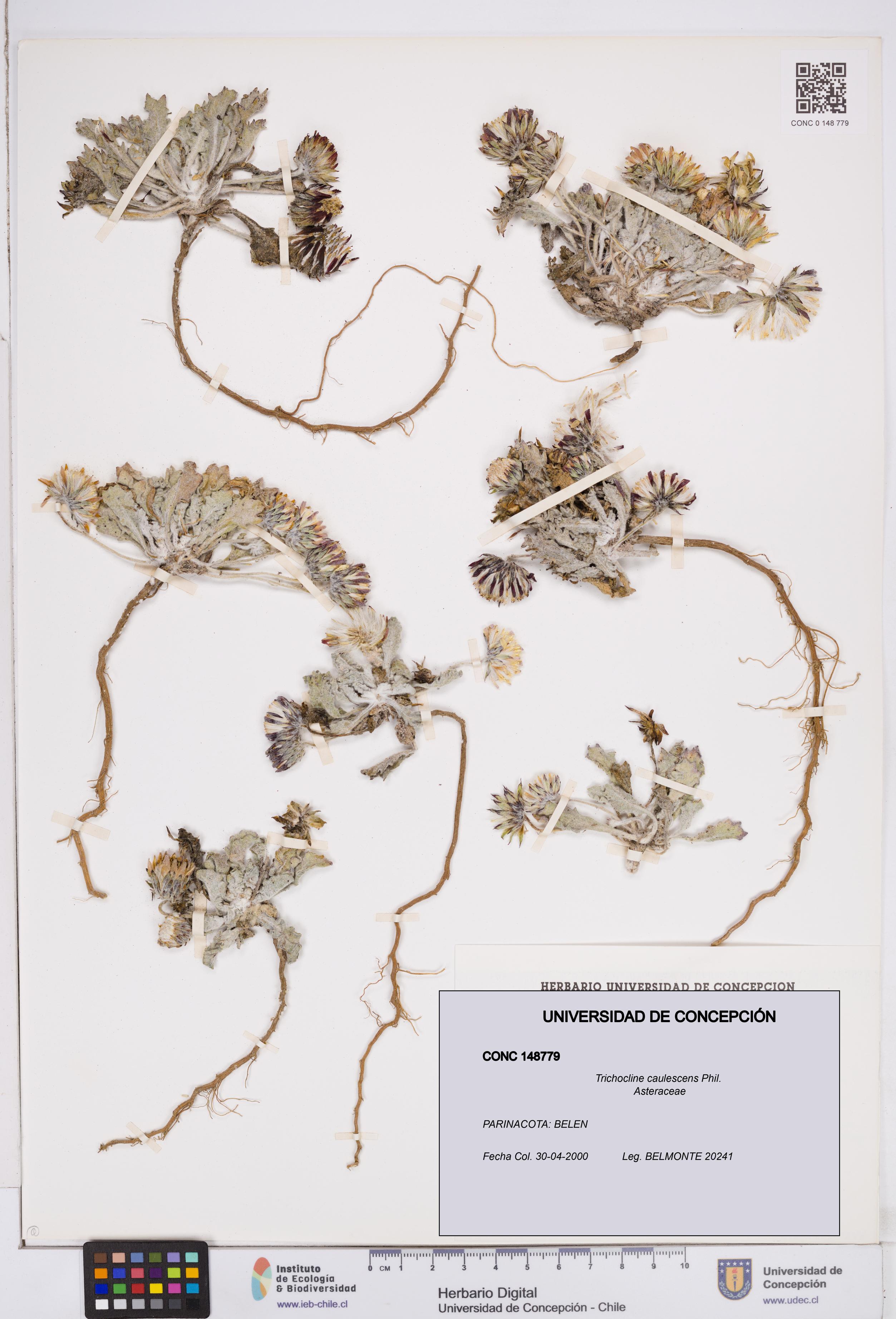 Trichocline caulescens [Espécimen: ]
