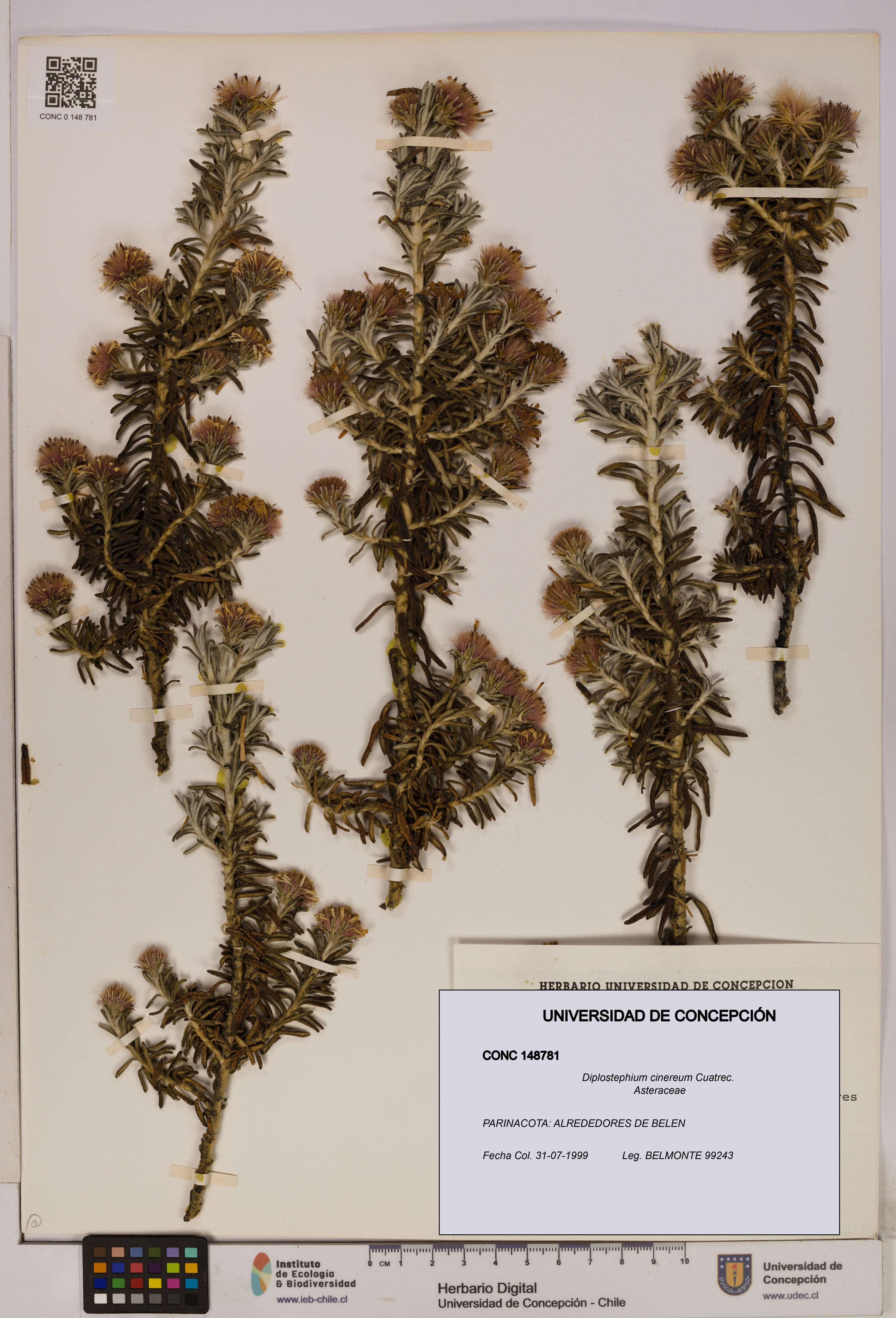 Diplostephium cinereum [Espécimen: UDEC:CONC:0148781]