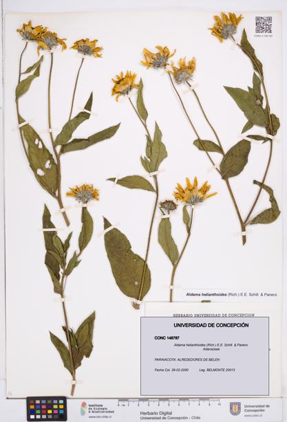 Aldama helianthoides [Espécimen: ]