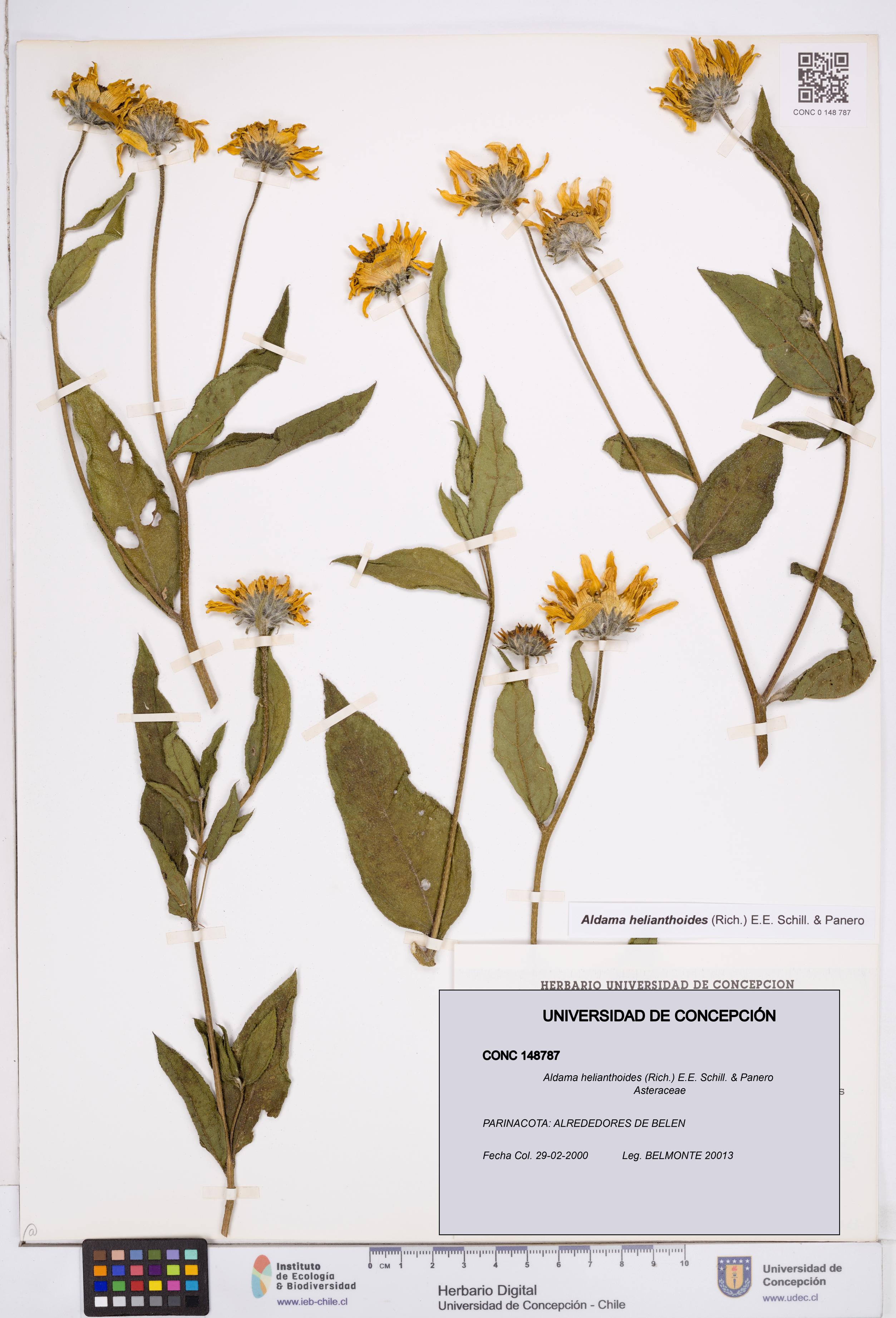 Aldama helianthoides [Espécimen: ]