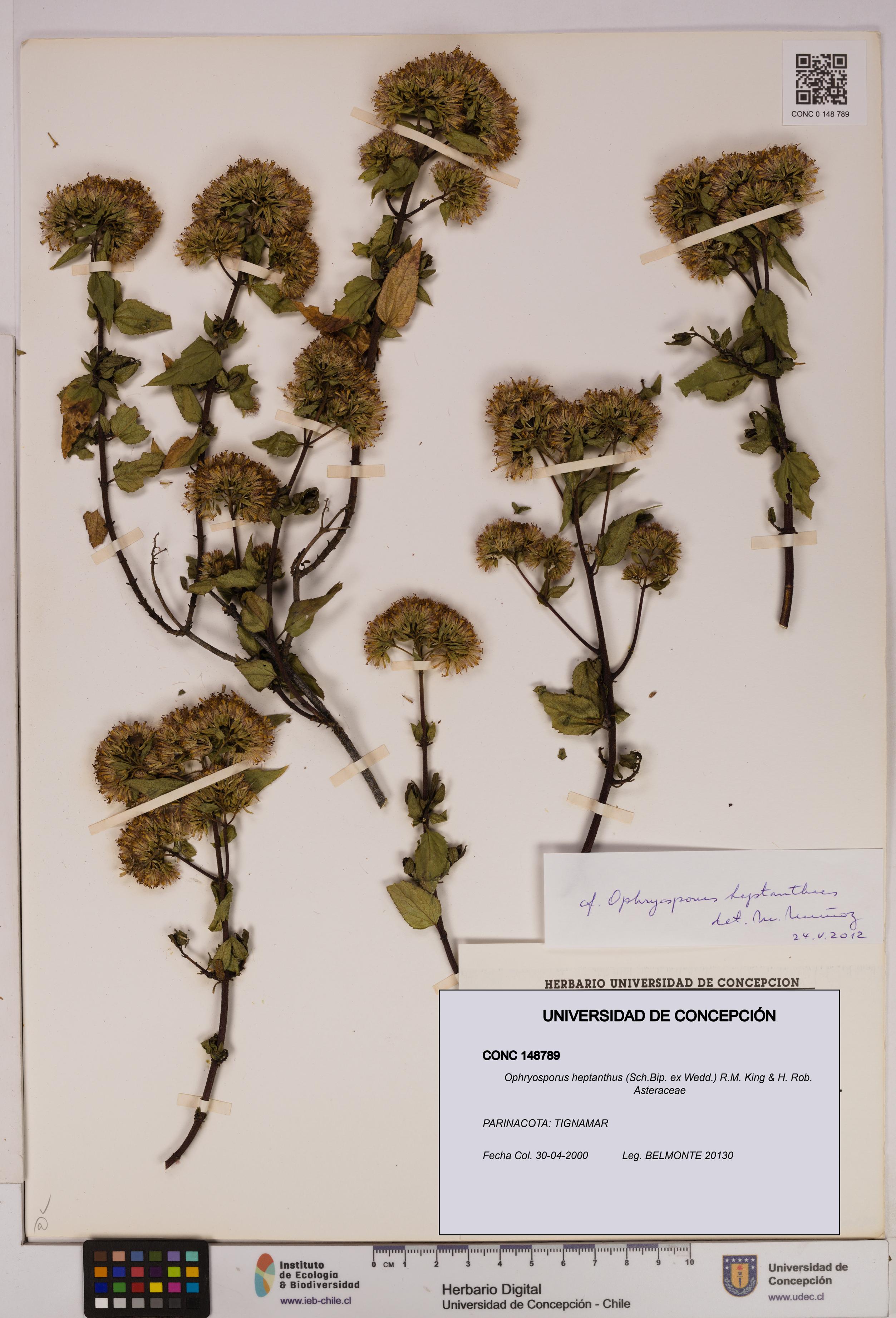 Ophryosporus heptanthus [Espécimen: UDEC:CONC:0148789]