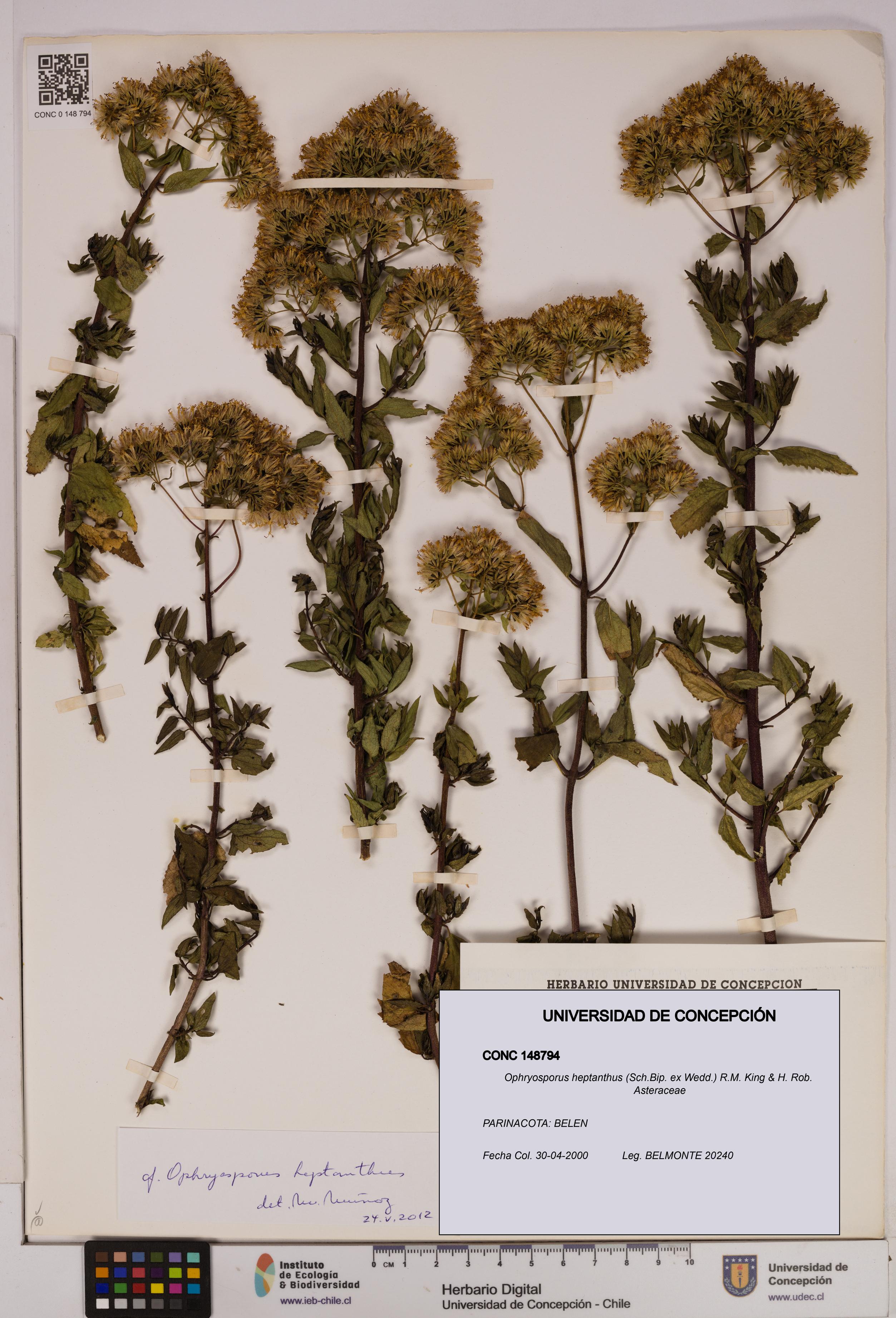 Ophryosporus heptanthus [Espécimen: UDEC:CONC:0148794]