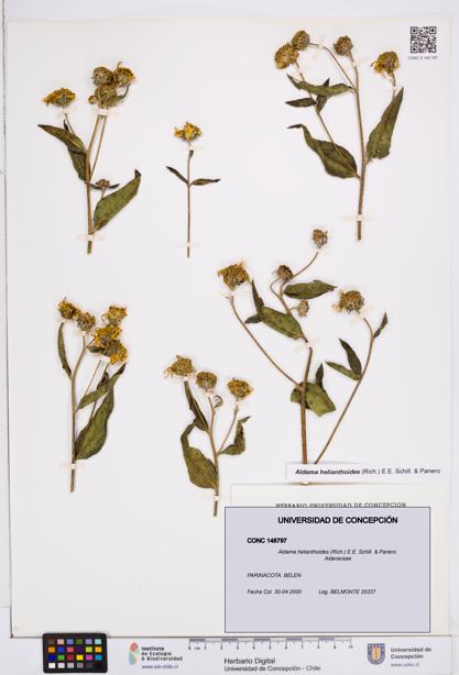 Aldama helianthoides [Espécimen: ]