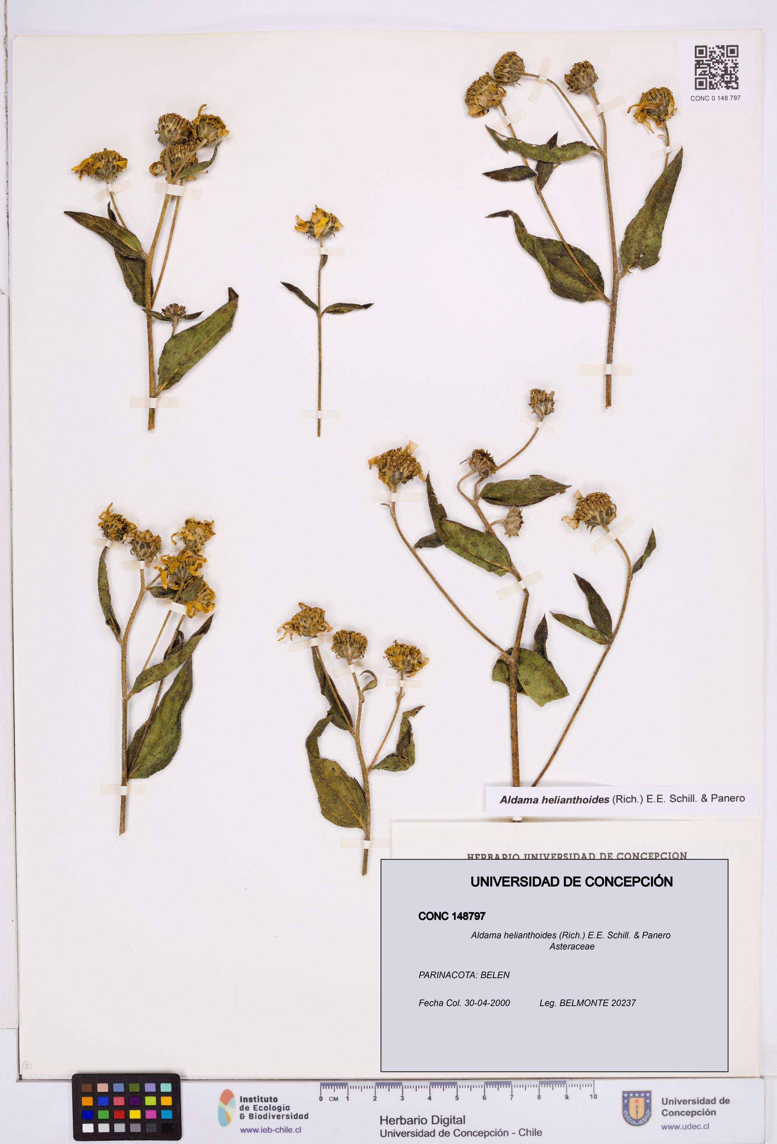 Aldama helianthoides [Espécimen: ]