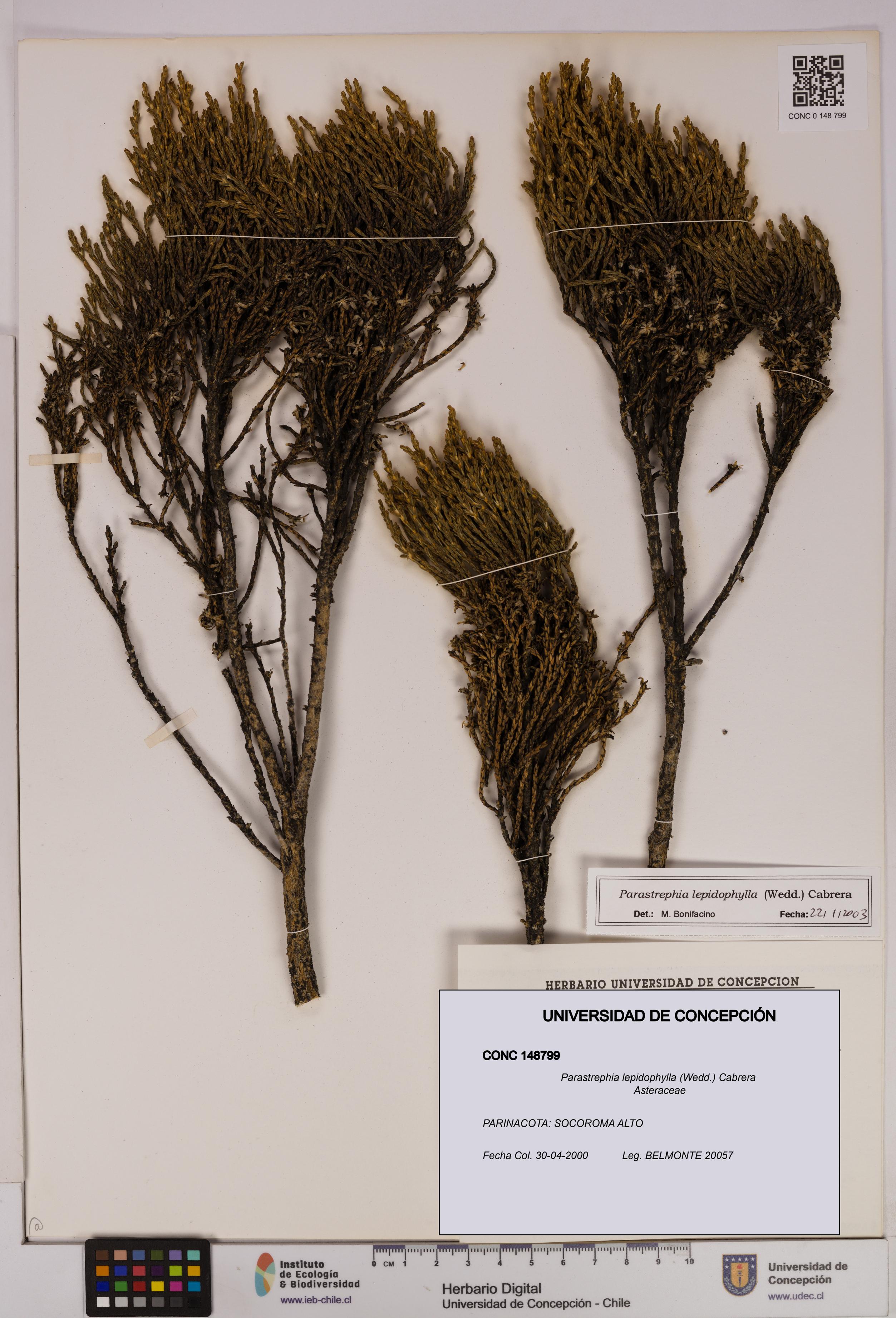 Parastrephia lepidophylla [Espécimen: UDEC:CONC:0148799]