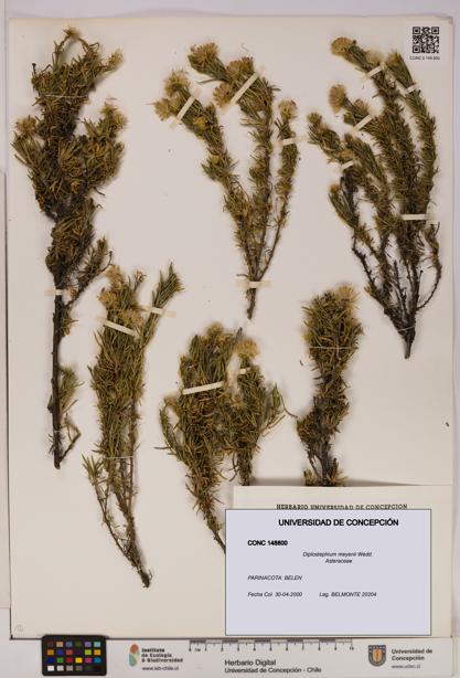 Diplostephium meyenii [Espécimen: UDEC:CONC:0148800]