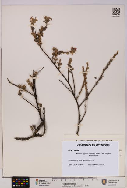 Krameria lappacea [Espécimen: UDEC:CONC:0148804]