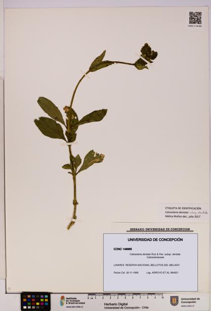 Calceolaria dentata subsp. dentata [Espécimen: UDEC:CONC:0148865]