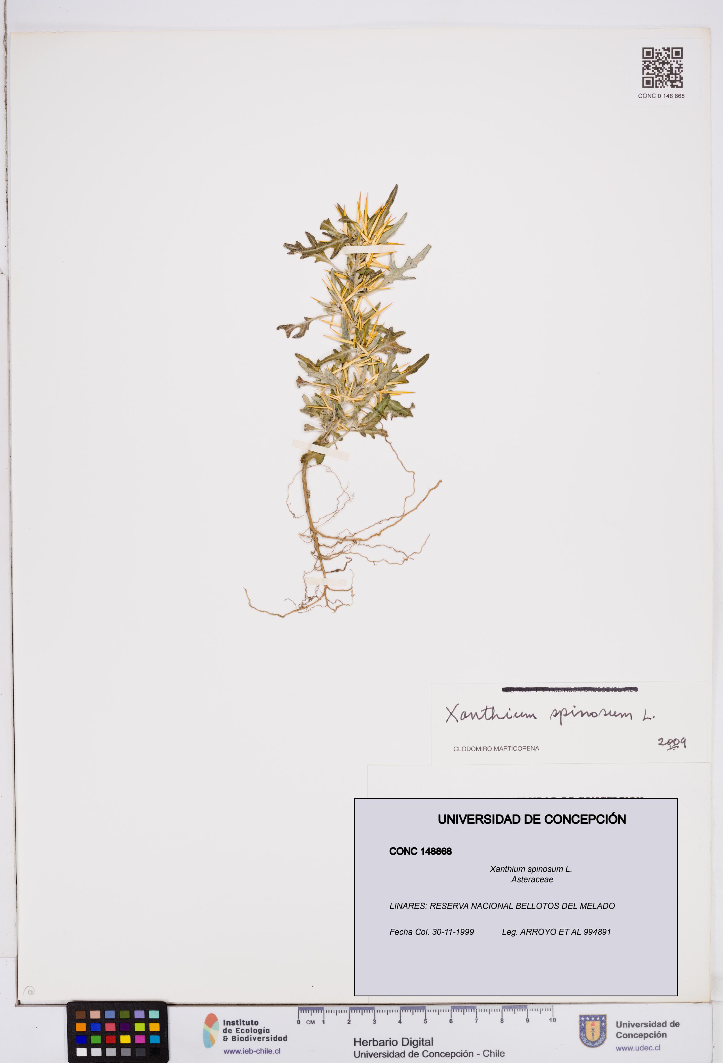 Xanthium spinosum [Espécimen: ]