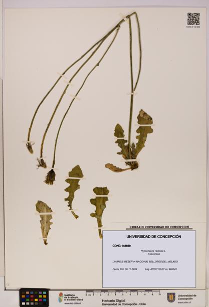 Hypochaeris radicata [Espécimen: UDEC:CONC:0148869]