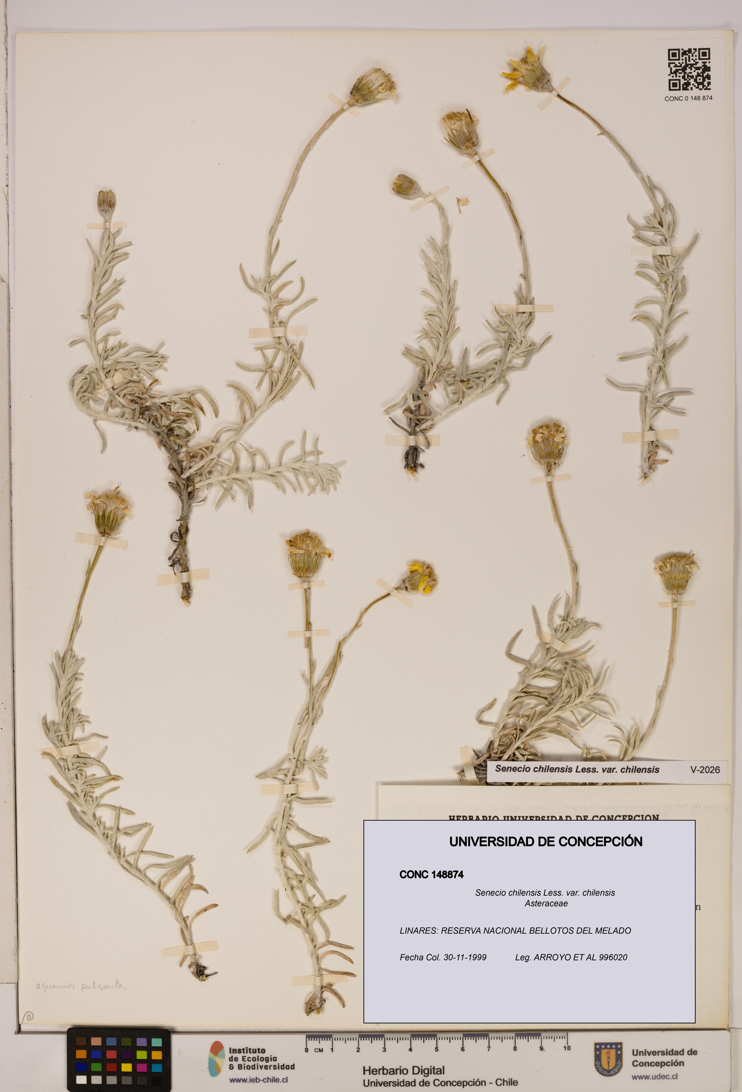 Senecio chilensis var. chilensis [Espécimen: UDEC:CONC:0148874]