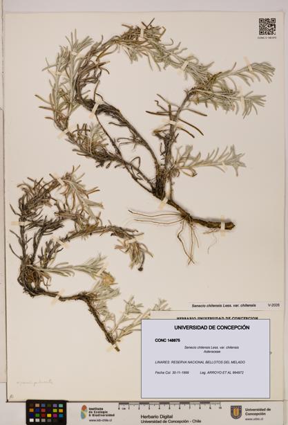 Senecio chilensis var. chilensis [Espécimen: UDEC:CONC:0148875]