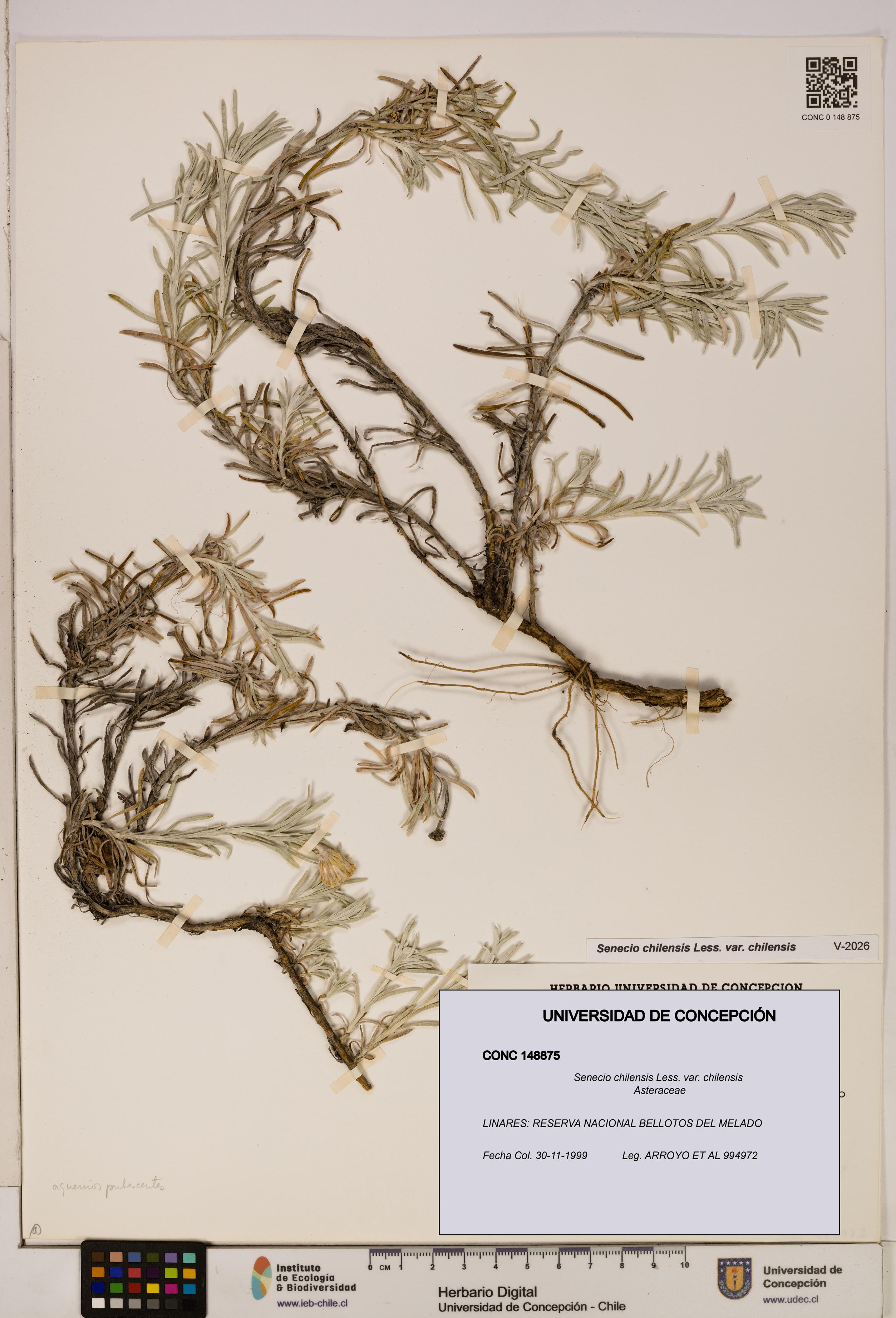 Senecio chilensis var. chilensis [Espécimen: UDEC:CONC:0148875]