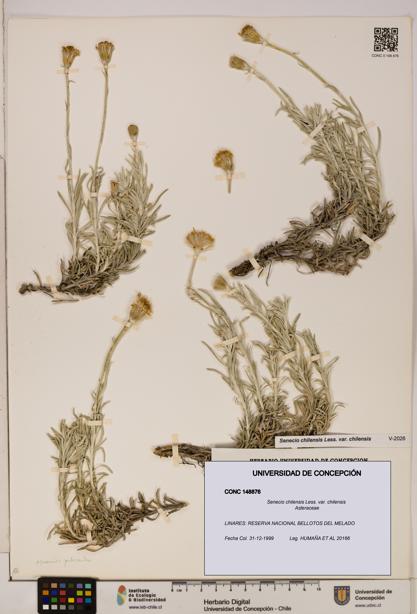 Senecio chilensis var. chilensis [Espécimen: UDEC:CONC:0148876]