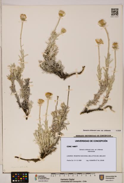 Senecio chilensis var. chilensis [Espécimen: UDEC:CONC:0148877]