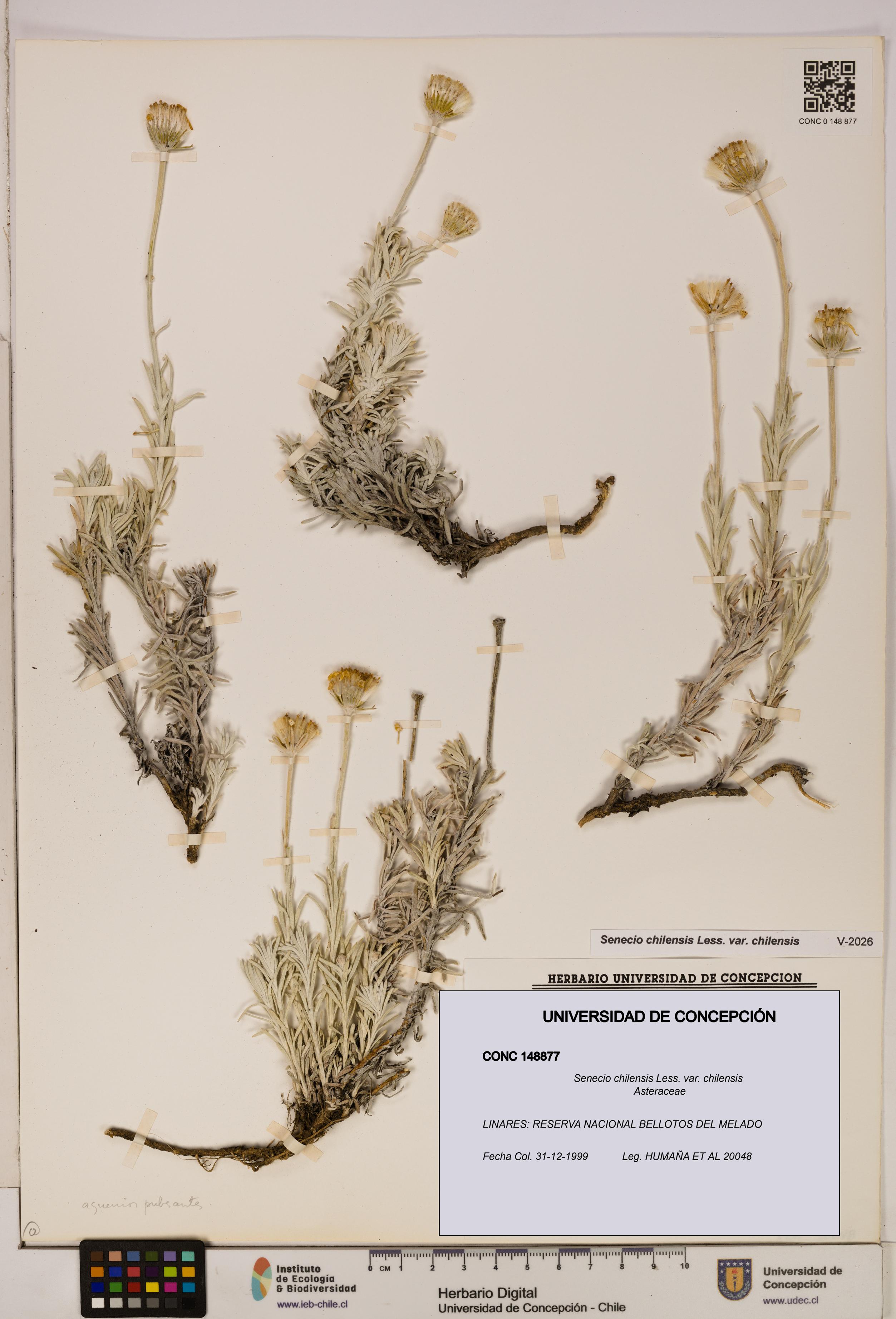 Senecio chilensis var. chilensis [Espécimen: UDEC:CONC:0148877]