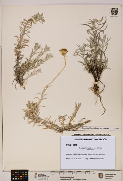 Senecio chilensis var. chilensis [Espécimen: UDEC:CONC:0148878]