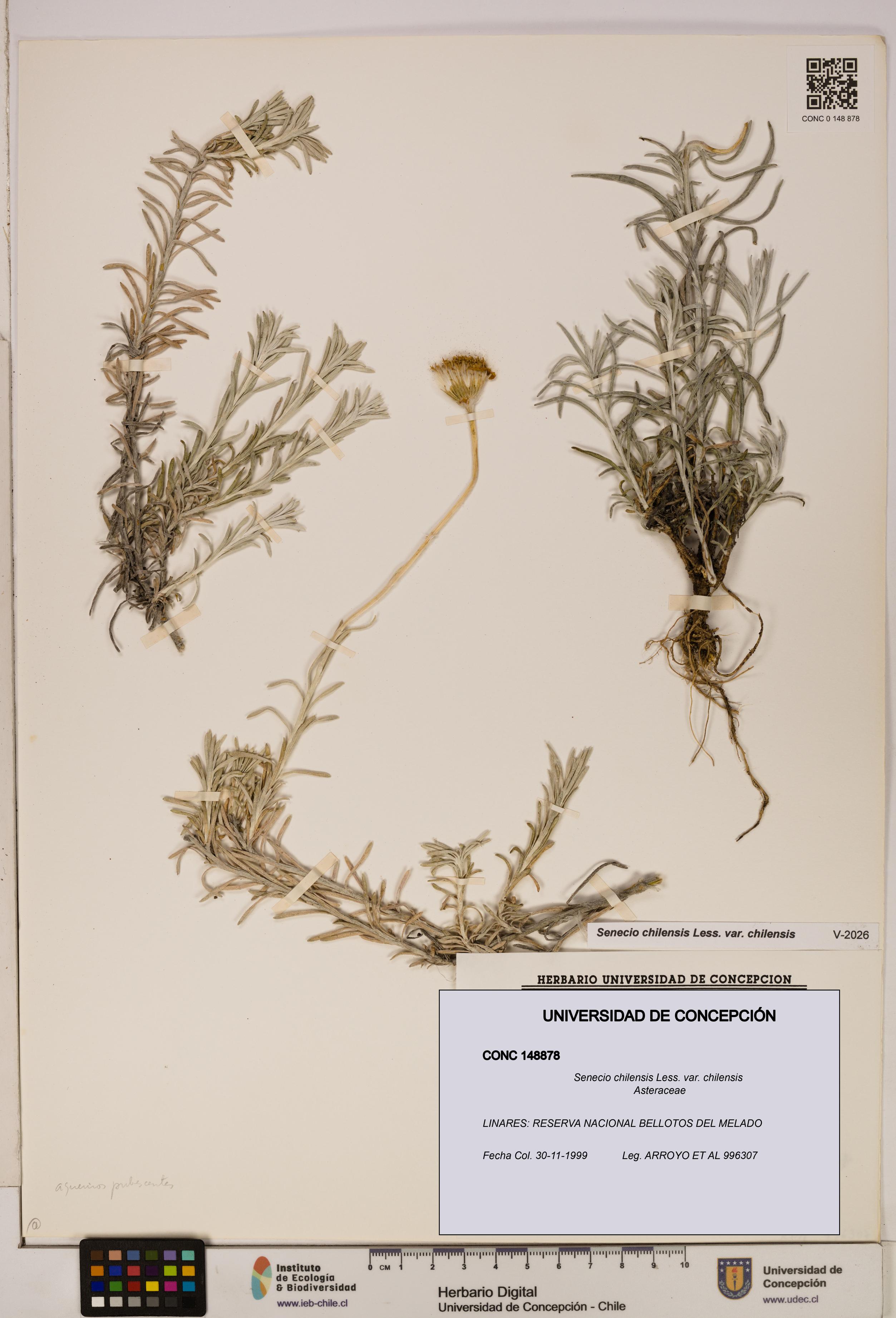 Senecio chilensis var. chilensis [Espécimen: UDEC:CONC:0148878]