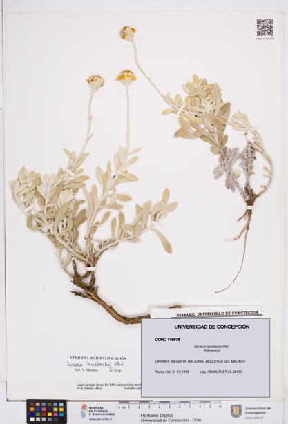 Senecio landbeckii [Espécimen: ]