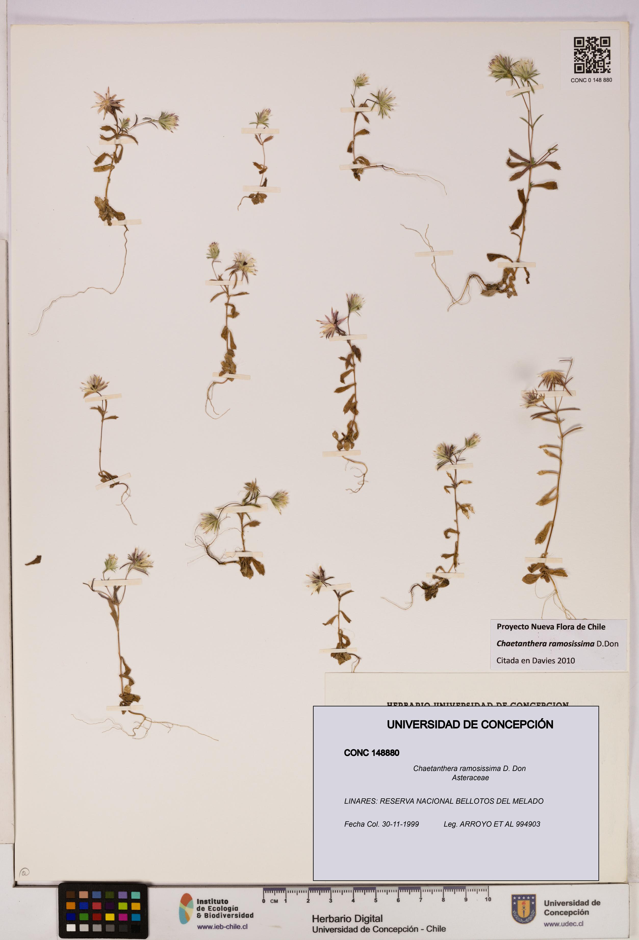 Chaetanthera ramosissima [Espécimen: UDEC:CONC:0148880]