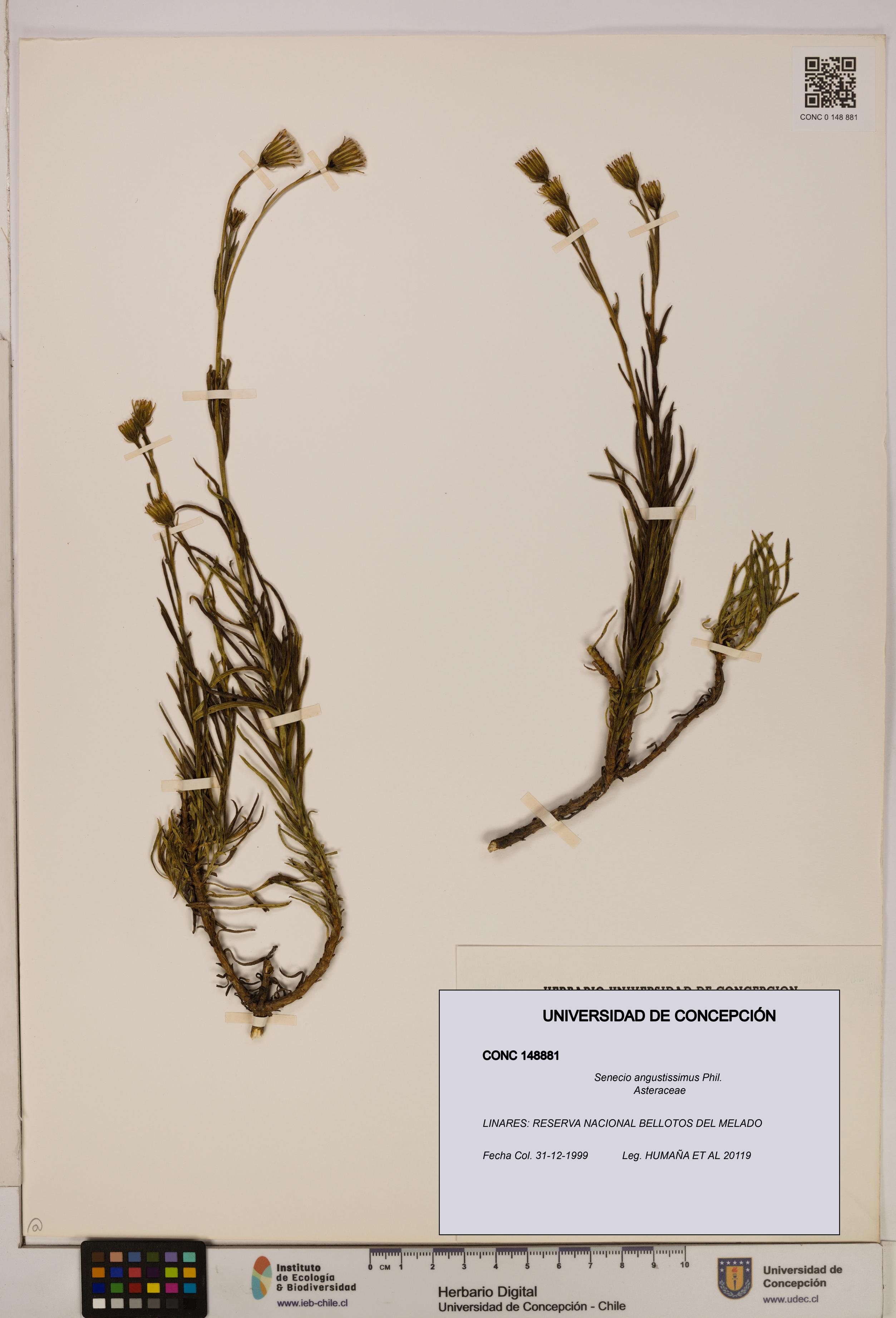 Senecio angustissimus [Espécimen: UDEC:CONC:0148881]