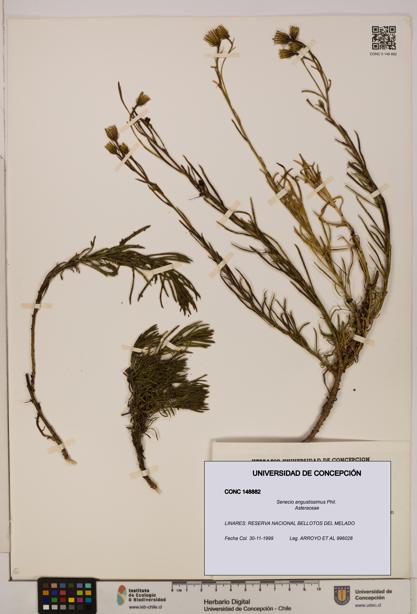 Senecio angustissimus [Espécimen: UDEC:CONC:0148882]