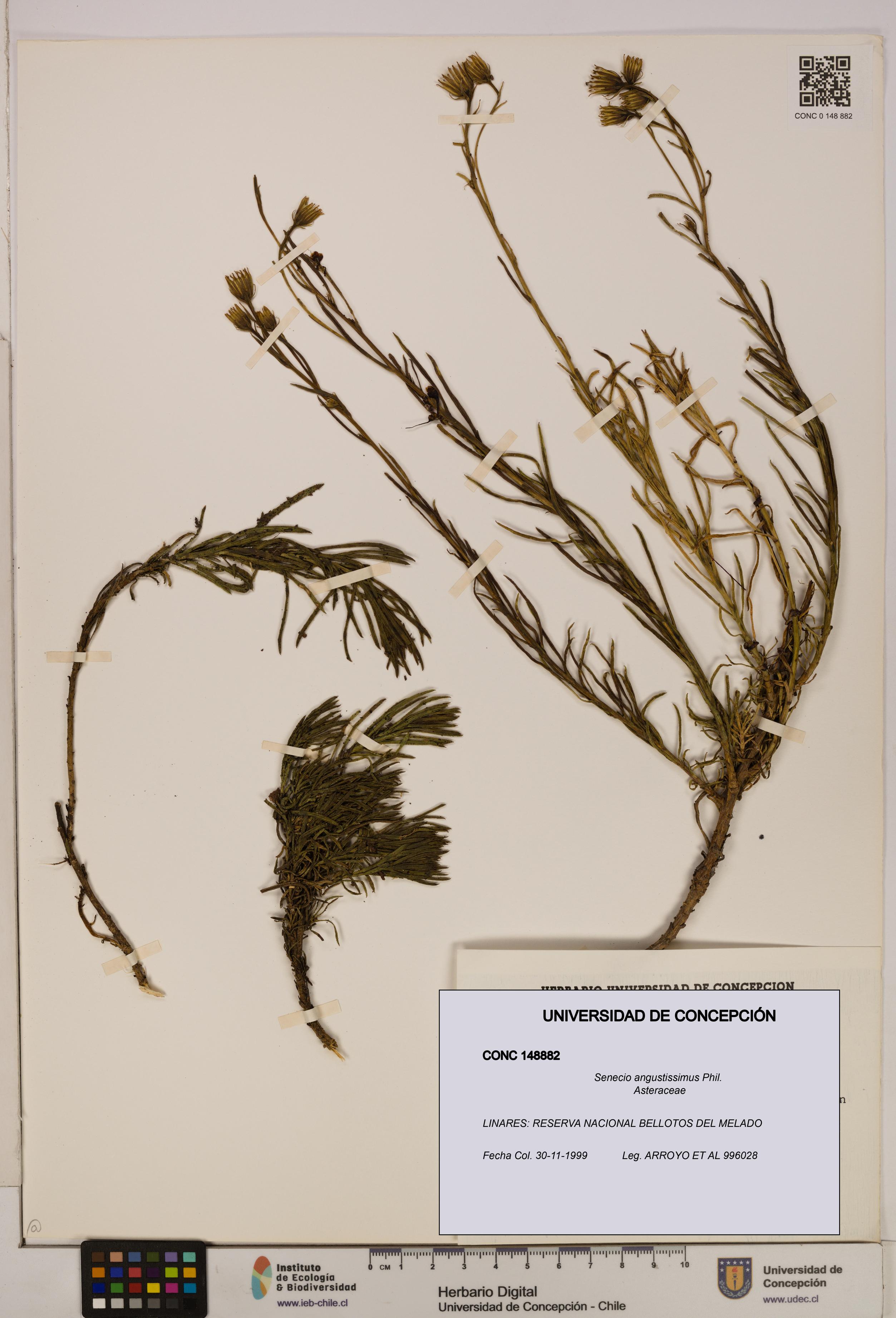 Senecio angustissimus [Espécimen: UDEC:CONC:0148882]