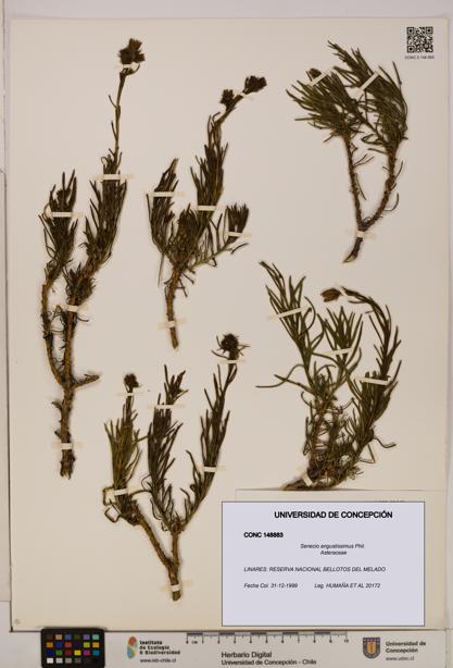 Senecio angustissimus [Espécimen: UDEC:CONC:0148883]