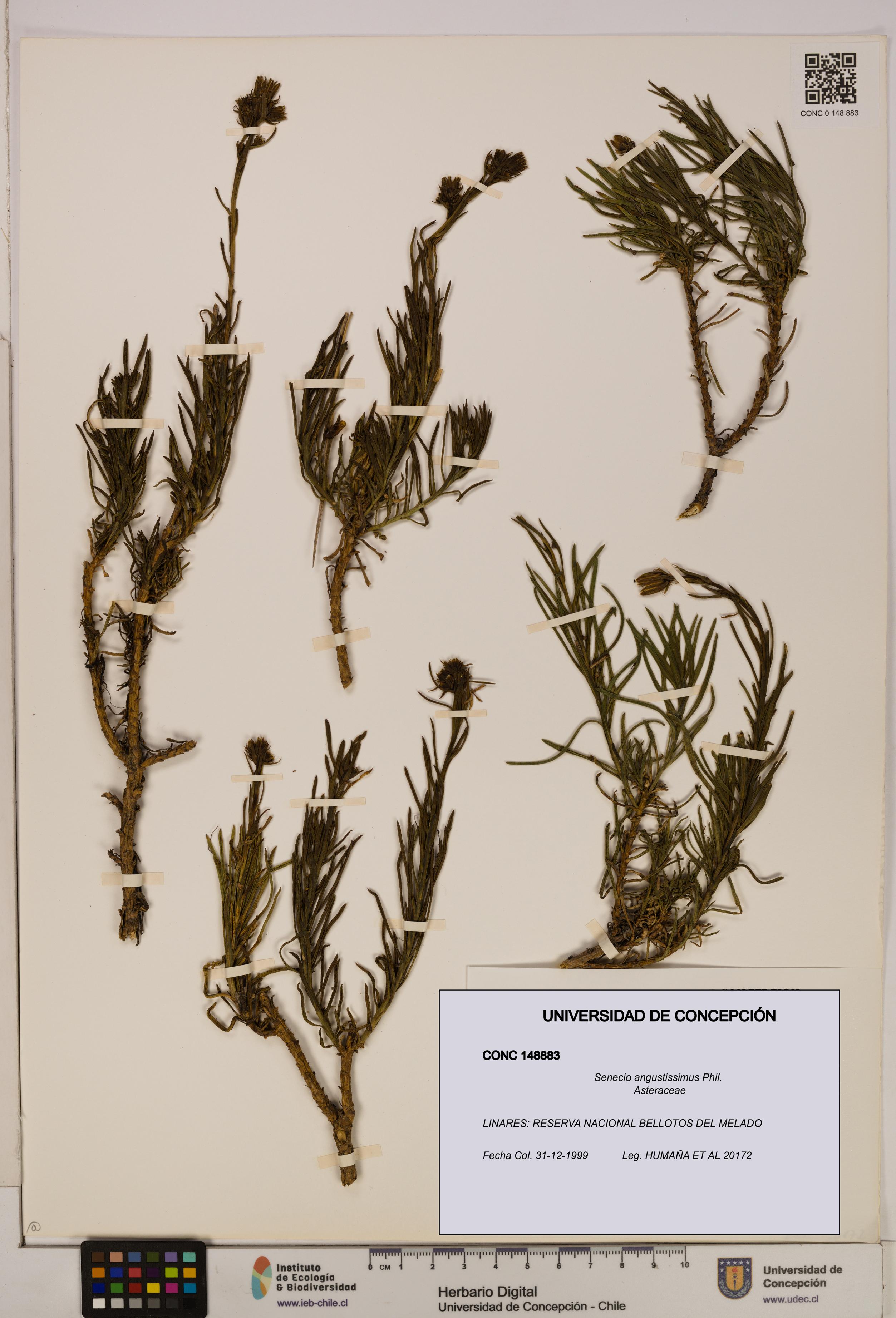 Senecio angustissimus [Espécimen: UDEC:CONC:0148883]