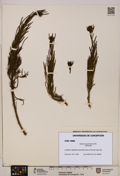 Senecio angustissimus [Espécimen: UDEC:CONC:0148884]