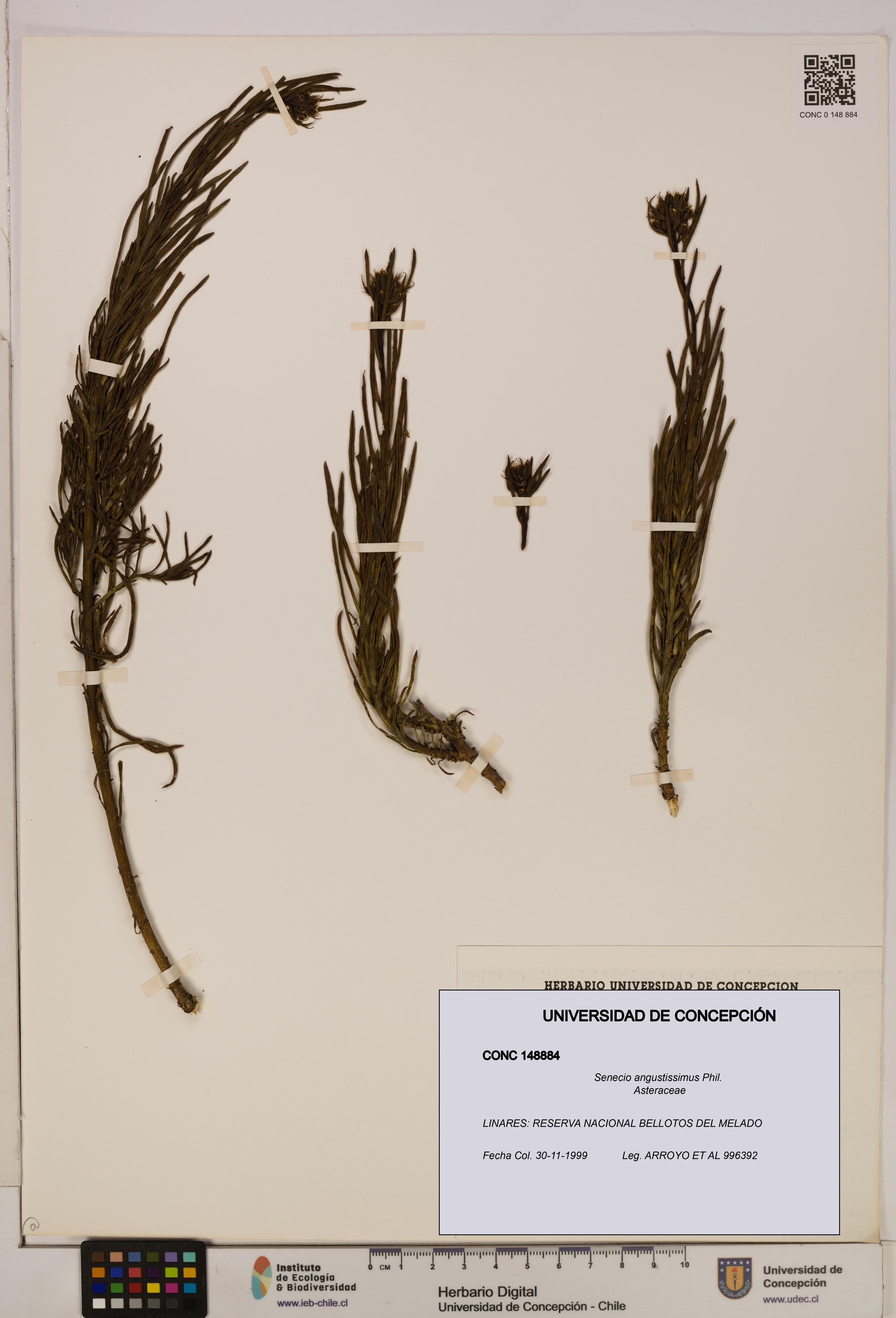 Senecio angustissimus [Espécimen: UDEC:CONC:0148884]