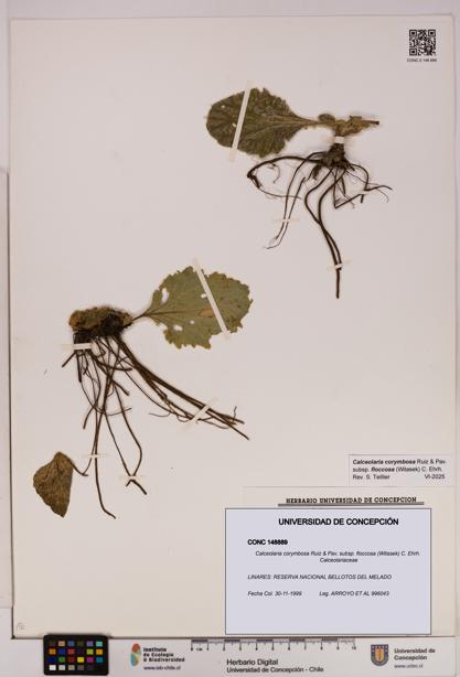 Calceolaria corymbosa subsp. floccosa [Espécimen: UDEC:CONC:0148889]