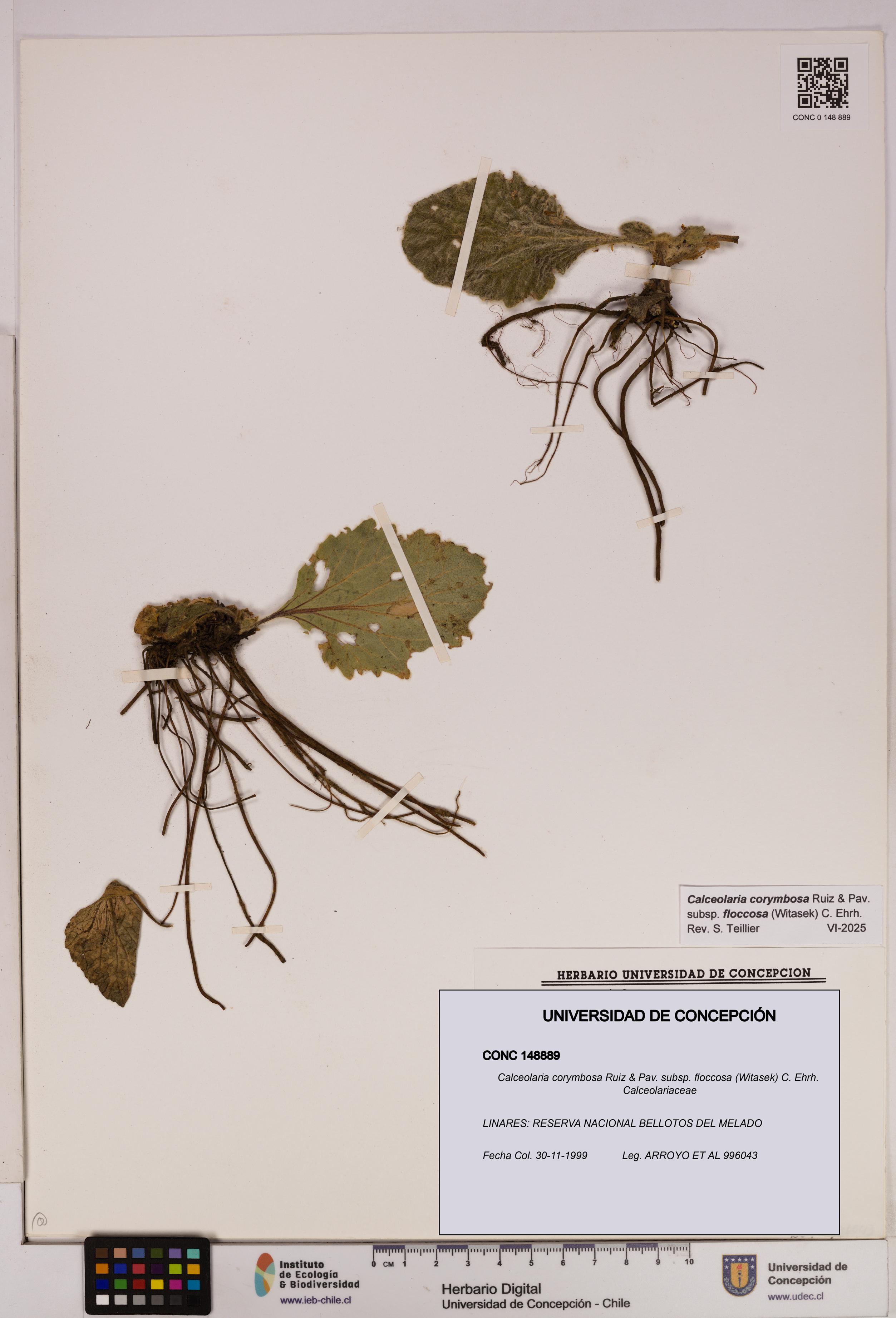 Calceolaria corymbosa subsp. floccosa [Espécimen: UDEC:CONC:0148889]