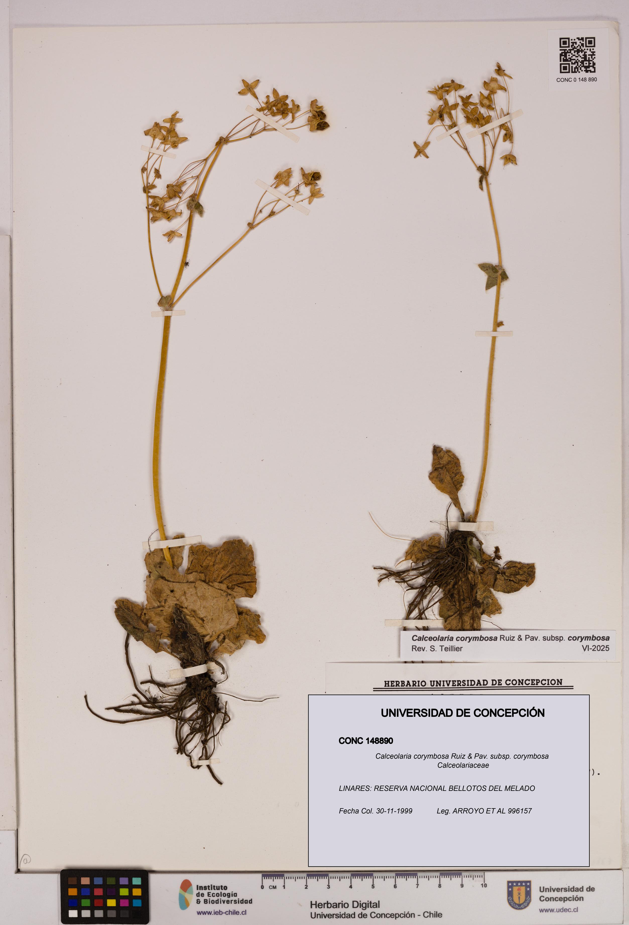 Calceolaria corymbosa [Espécimen: UDEC:CONC:0148890]