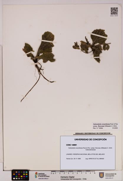 Calceolaria corymbosa subsp. floccosa [Espécimen: UDEC:CONC:0148891]