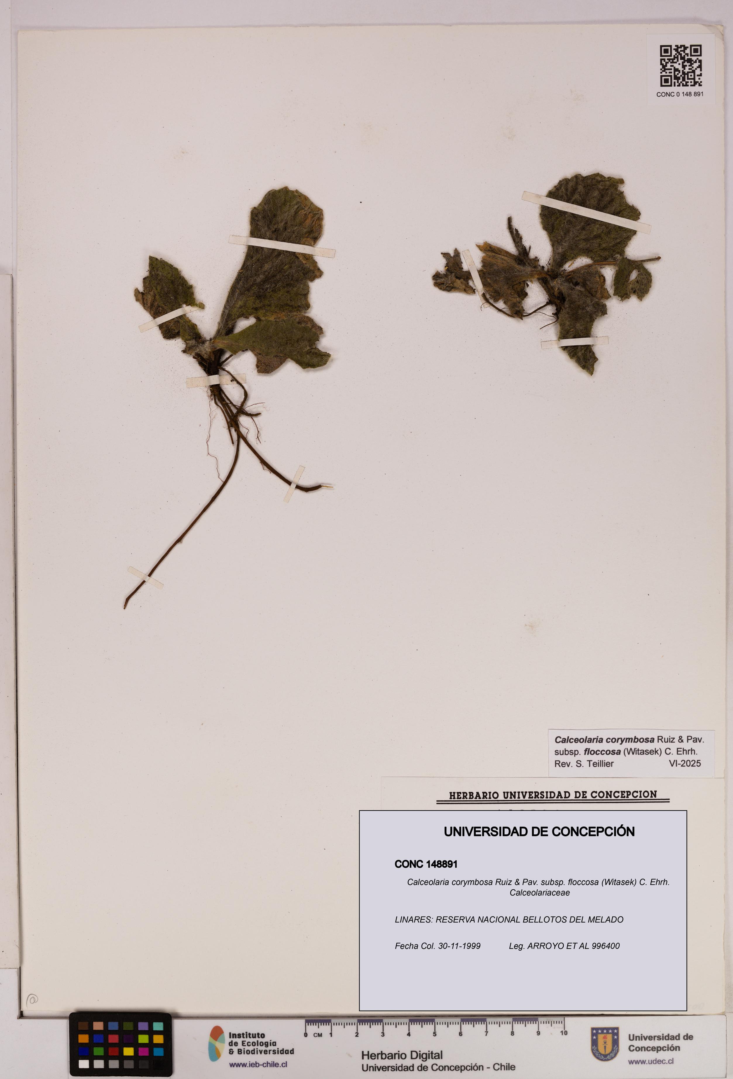 Calceolaria corymbosa subsp. floccosa [Espécimen: UDEC:CONC:0148891]