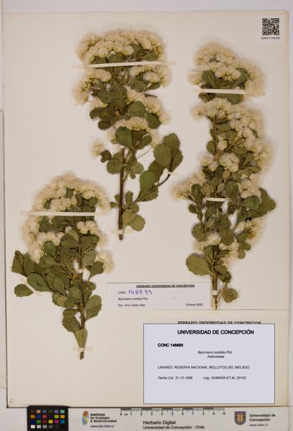 Baccharis ocellata [Espécimen: UDEC:CONC:0148893]
