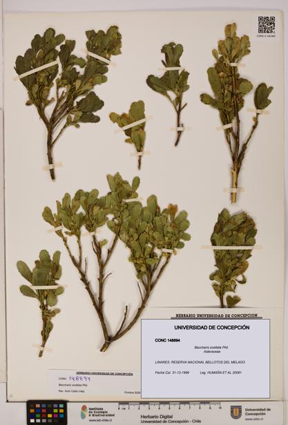 Baccharis ocellata [Espécimen: UDEC:CONC:0148894]