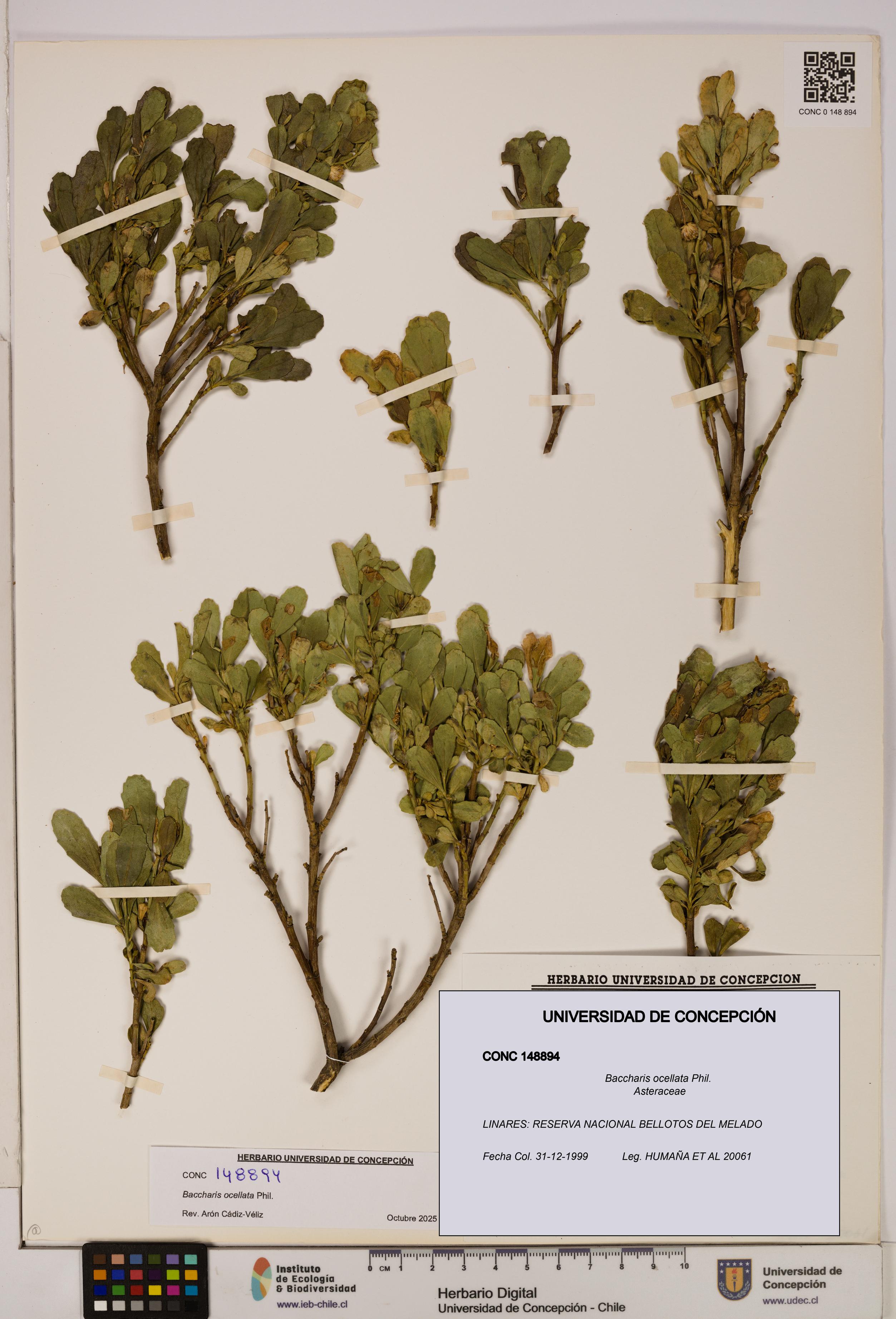 Baccharis ocellata [Espécimen: UDEC:CONC:0148894]