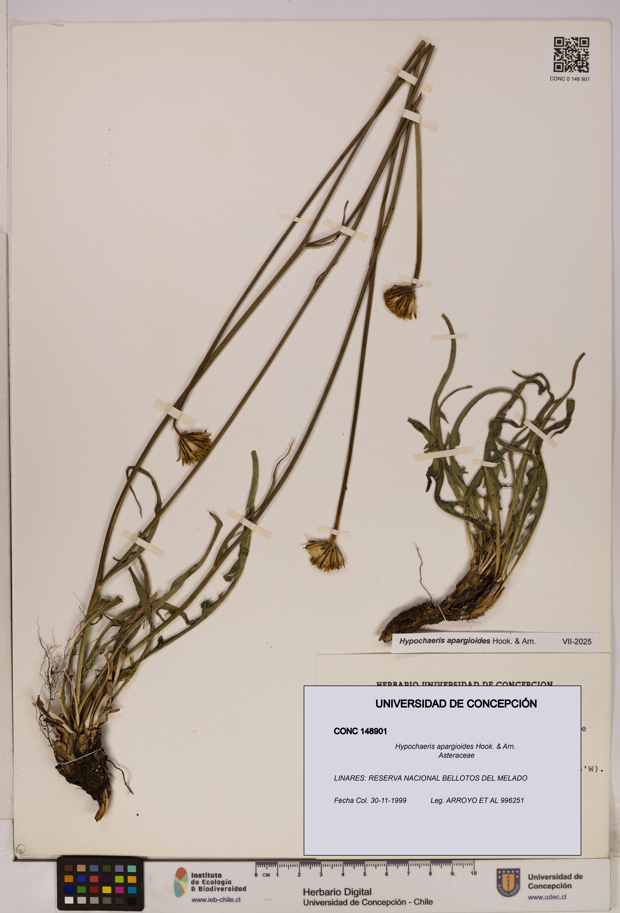 Hypochaeris apargioides [Espécimen: UDEC:CONC:0148901]