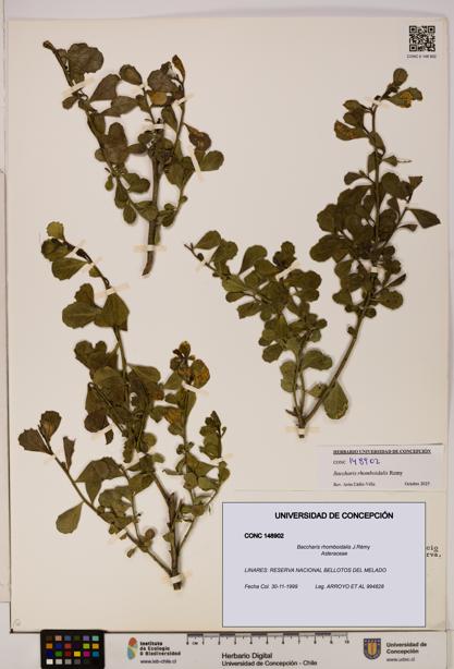 Baccharis rhomboidalis [Espécimen: UDEC:CONC:0148902]