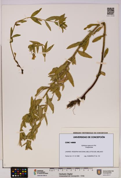 Epilobium glaucum [Espécimen: UDEC:CONC:0148908]