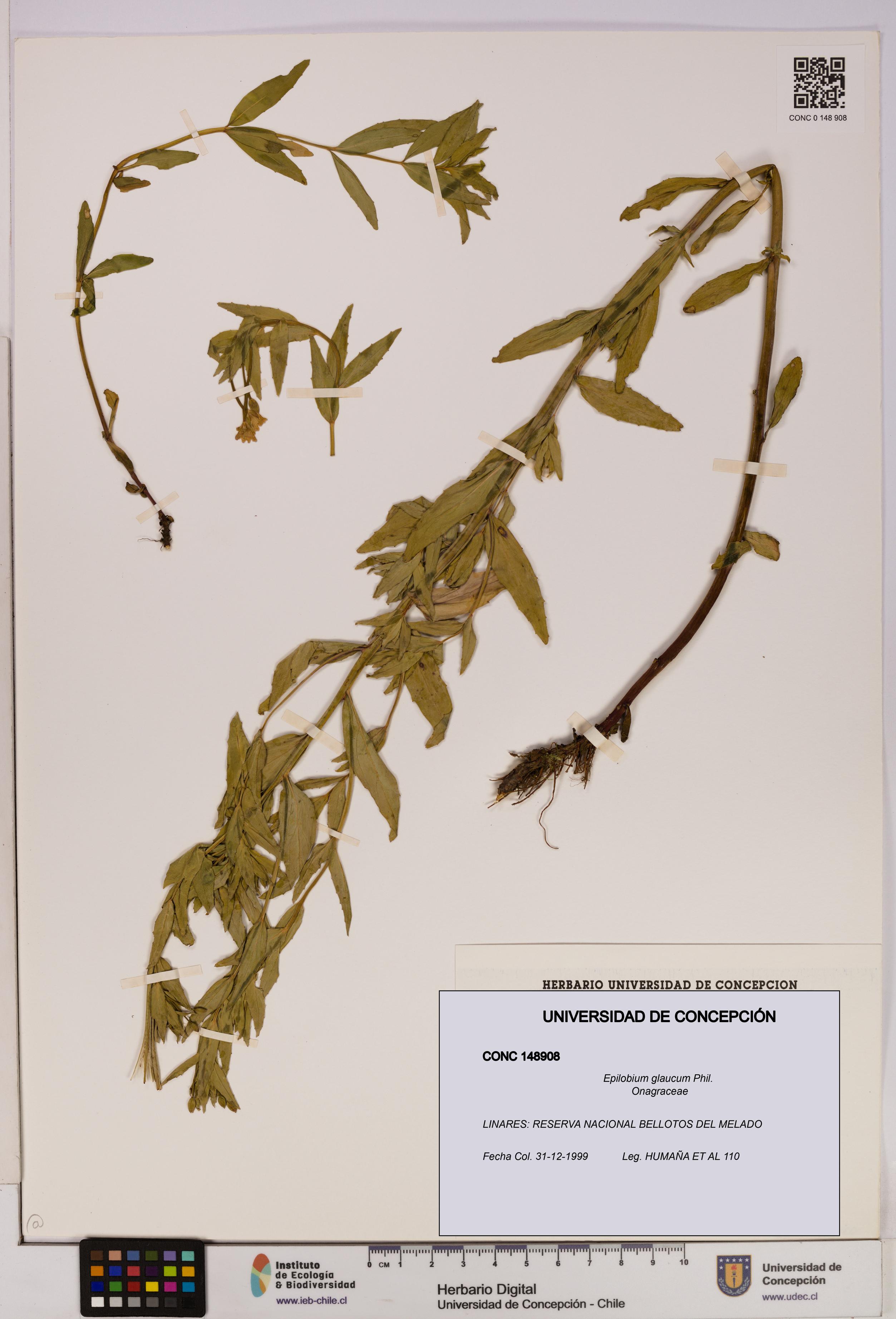 Epilobium glaucum [Espécimen: UDEC:CONC:0148908]